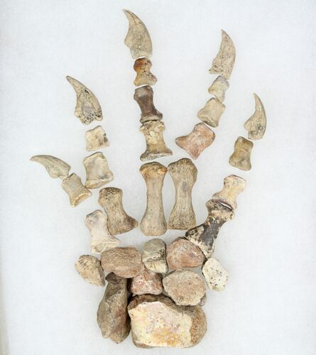 Dimetrodon Foot - Moran Formation, Texas #78171